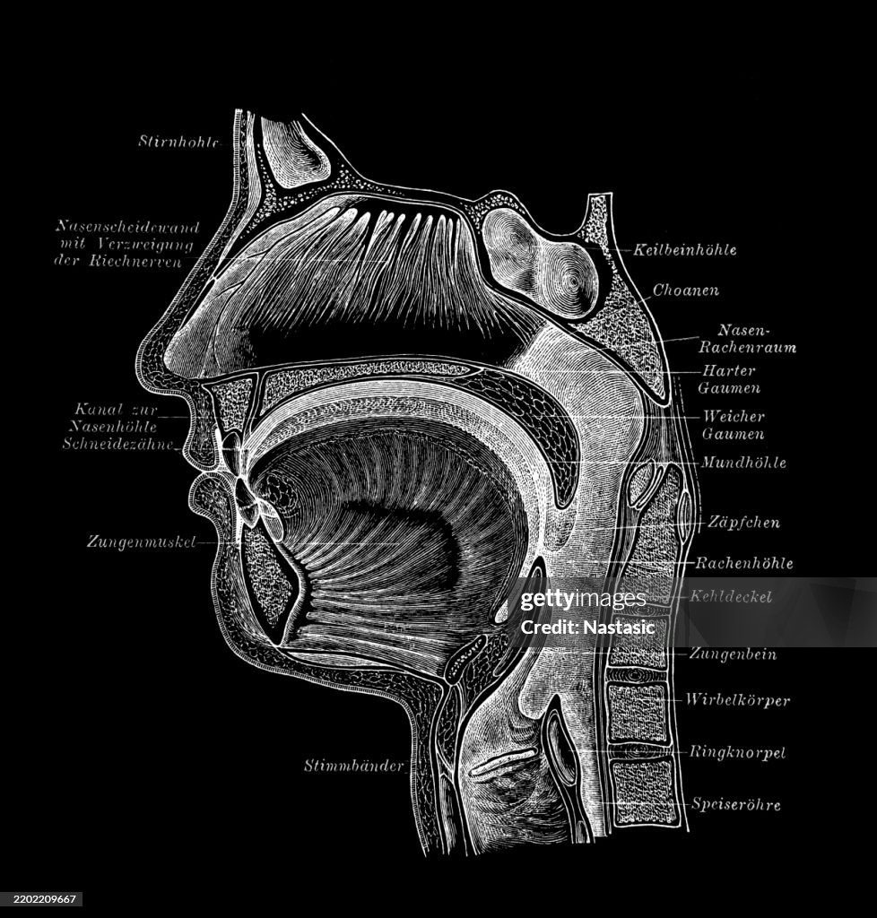 Mouth, nose and throat cavities