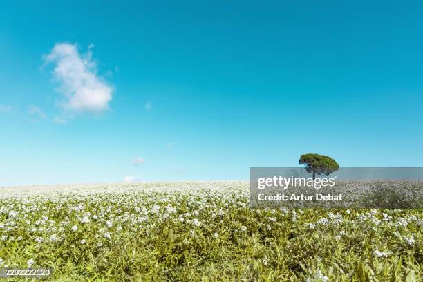 tranquil solitude of a lone tree standing on a rolling meadow - screen saver stock pictures, royalty-free photos & images