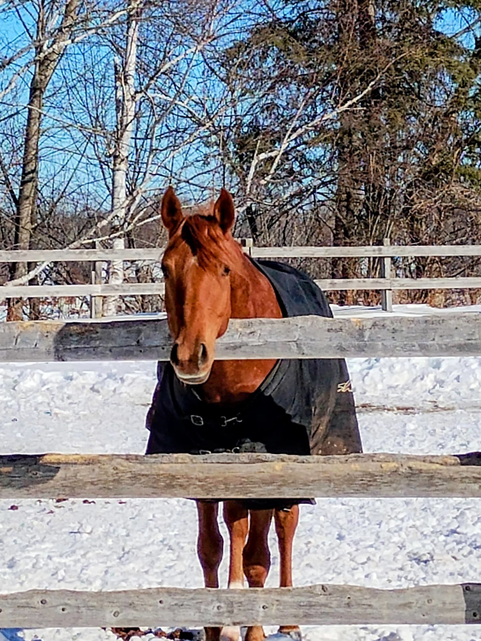 horse winter care