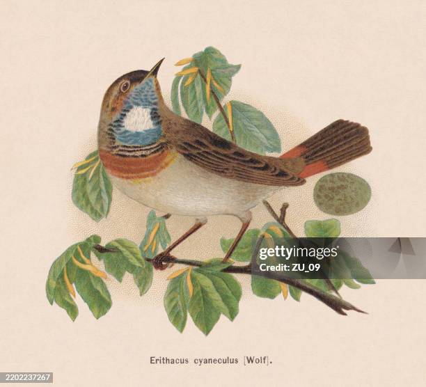 bluethroat (luscinia svecica), chromolithograph, published in 1895 - eggs beige background stock illustrations