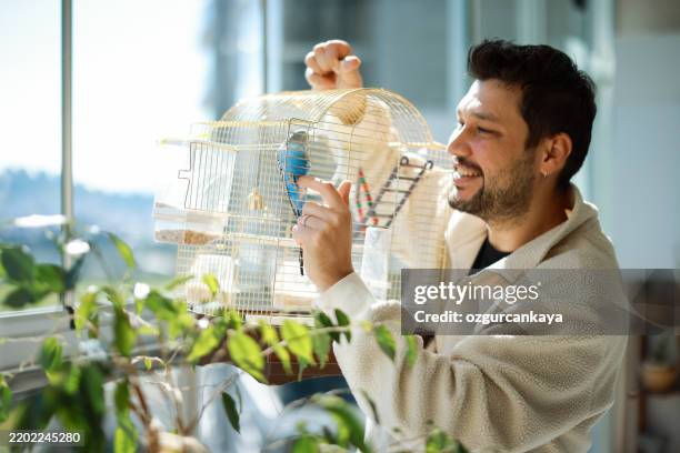 young man playing with pet budgerigar - kooi stockfoto's en -beelden