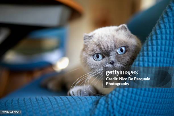 portrait of white scottish fold - shorthair cat stock pictures, royalty-free photos & images