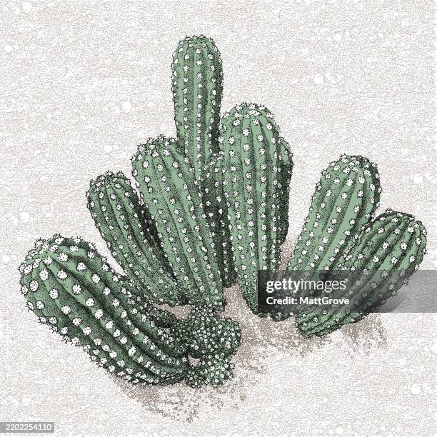 illustrations, cliparts, dessins animés et icônes de cactus hérisson cactus - cactus