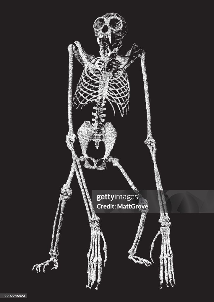 Gibbon Skeleton White on Black