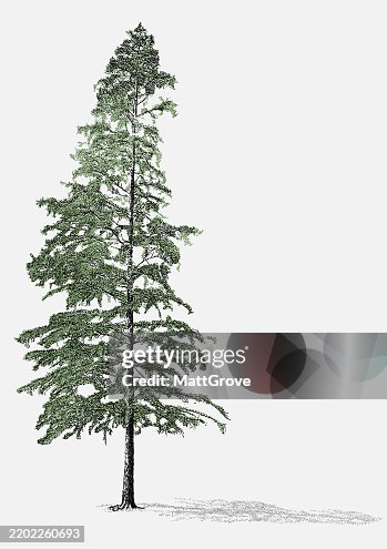 Small Cypress Tree Small Cypress Tree