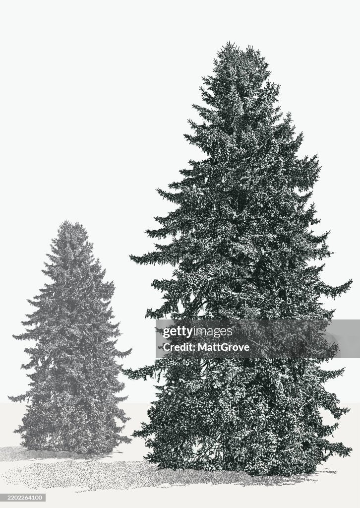 Blue Spruce Tree
