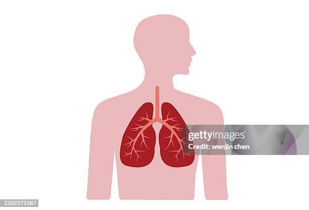 bildbanksillustrationer, clip art samt tecknat material och ikoner med human lungs icon - lunga