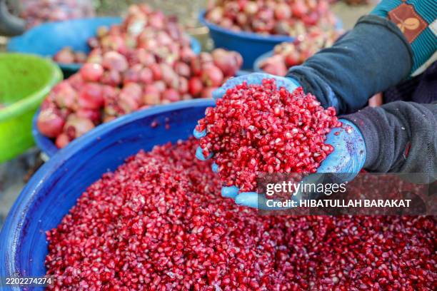 Woman holds a handful of freshly separated pomegranate seeds in Al-Basouta, Aleppo countryside, Syria, on October 15, 2024. This traditional practice...