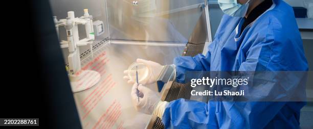 scientists doing scientific experiments in the biosafety cabinet of the laboratory . - pathogen stock pictures, royalty-free photos & images