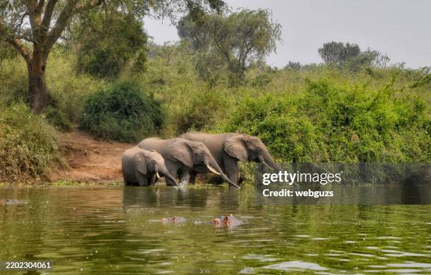 elephant family at a watering hole with hippos in the foreground - uganda stock pictures, royalty-free photos & images