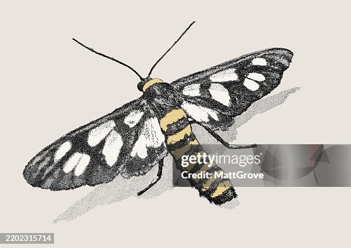 Amata Moth Amata Moth
