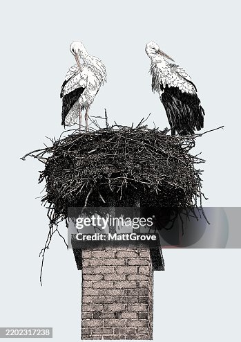 White Storks on Chimney Stack Nesting White Storks on Chimney Stack Nesting