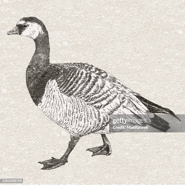 barnacle goose aquatic bird - barnacle goose stock illustrations