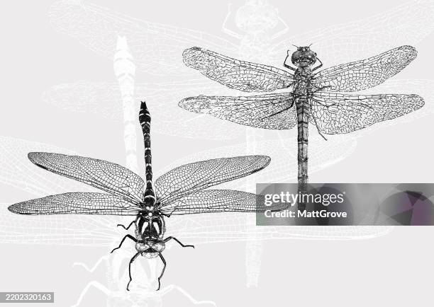 dragonfly insect pantala flavescens - fly insect stock illustrations