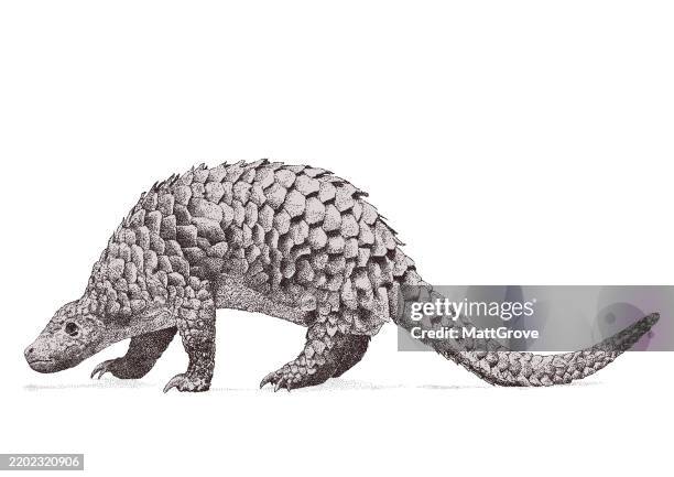 sunda pangolin armadillo - pangolin stock illustrations