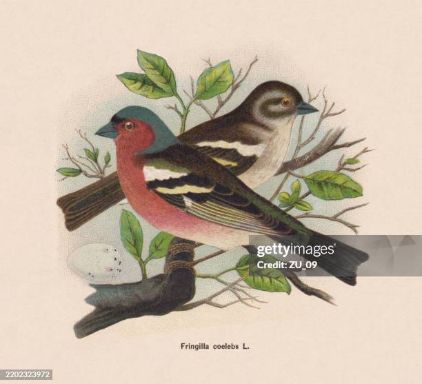 stockillustraties, clipart, cartoons en iconen met eurasian chaffinch (fringilla coelebs), chromolithograph, published in 1895 - vink