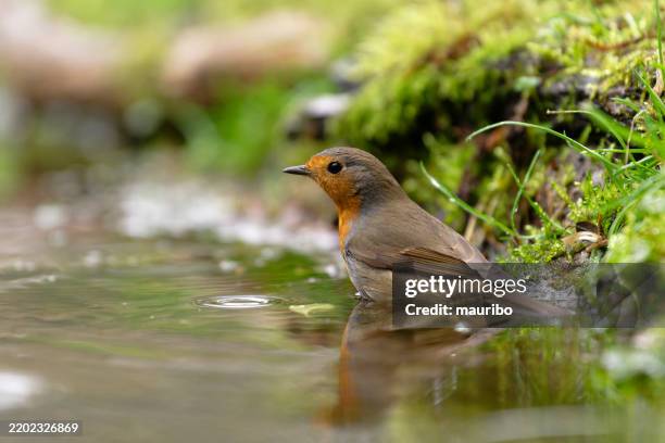 Robin Rocking Water 3,809 Bathing Pond Stock Photos, High-Res Pictures, and Images - Getty ...