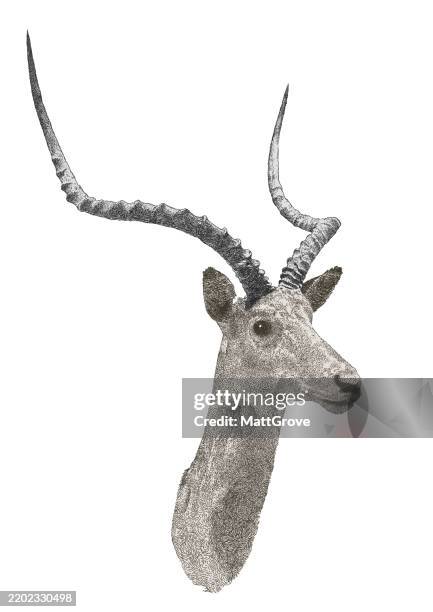 impala antilopenkopf - impala stock-grafiken, -clipart, -cartoons und -symbole