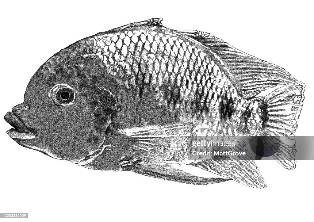 Spotted Tilapia Fish