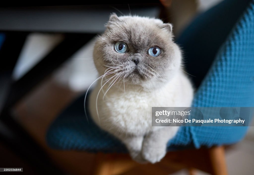 Portrait Of White Scottish Fold