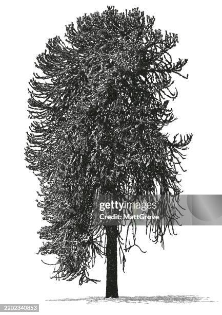 giant monkey puzzle tree - monkey puzzle tree stock illustrations
