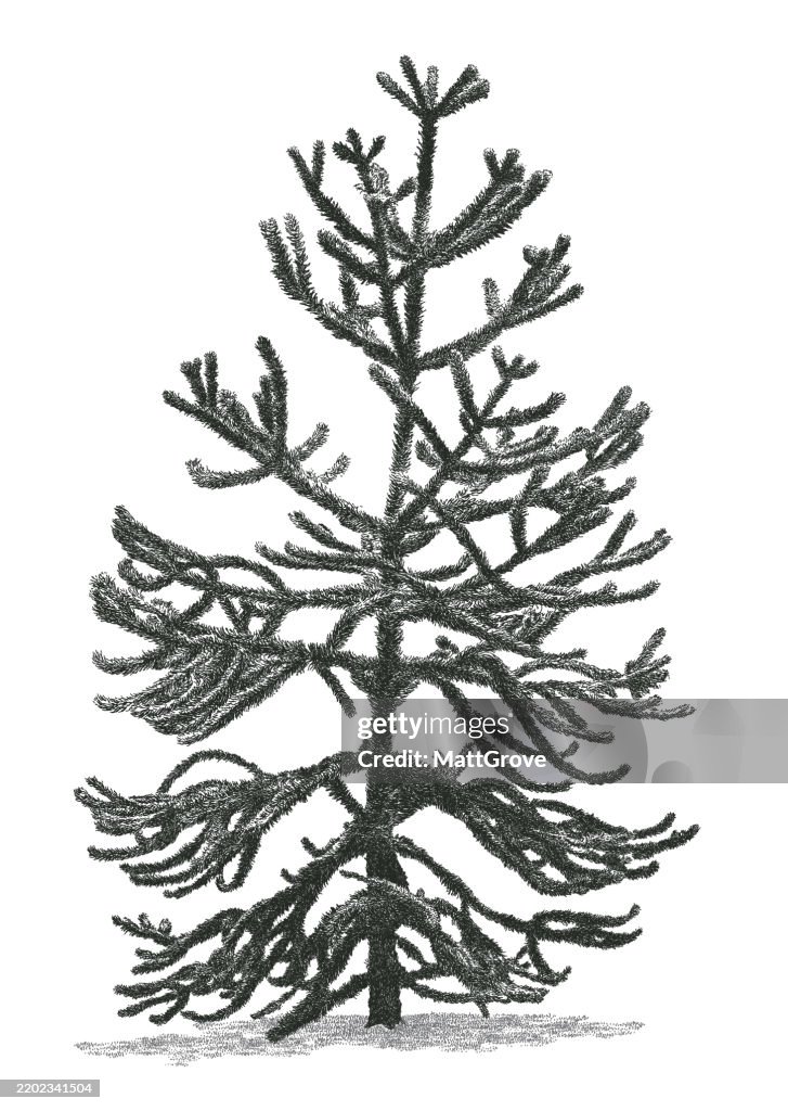 Jeune Singe Puzzle Arbre