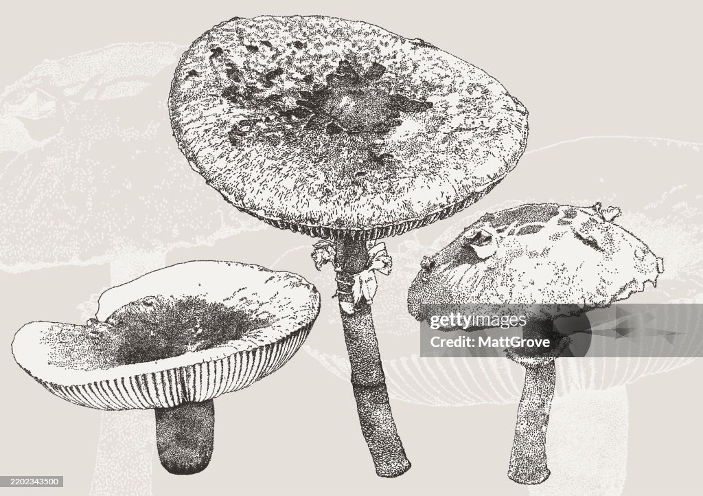 Parasol Mushrooms Macrolepiota