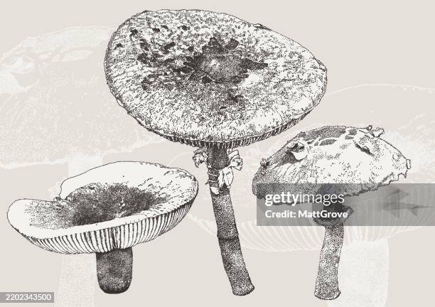 parasol mushrooms macrolepiota - macrolepiota procera stock illustrations