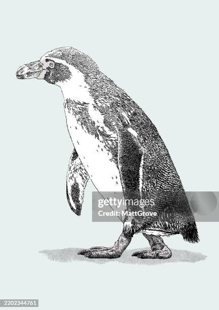 humboldt penguin walking - gentoo penguin stock illustrations