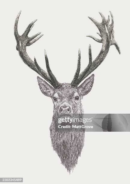 stockillustraties, clipart, cartoons en iconen met red deer stag head - hertenbok