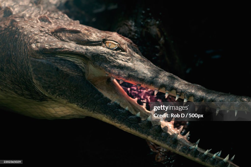 Close-up of crocodile,Australia