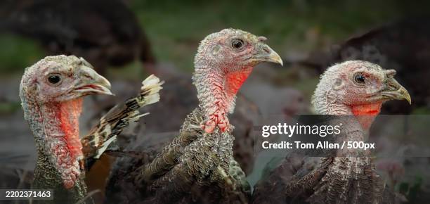 close-up of birds,tilghman island,maryland,united states,usa - talbot county stock pictures, royalty-free photos & images