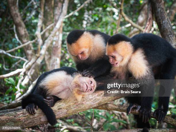 capuchin monkeys in an intimate grooming moment - capuchin monkey stock pictures, royalty-free photos & images