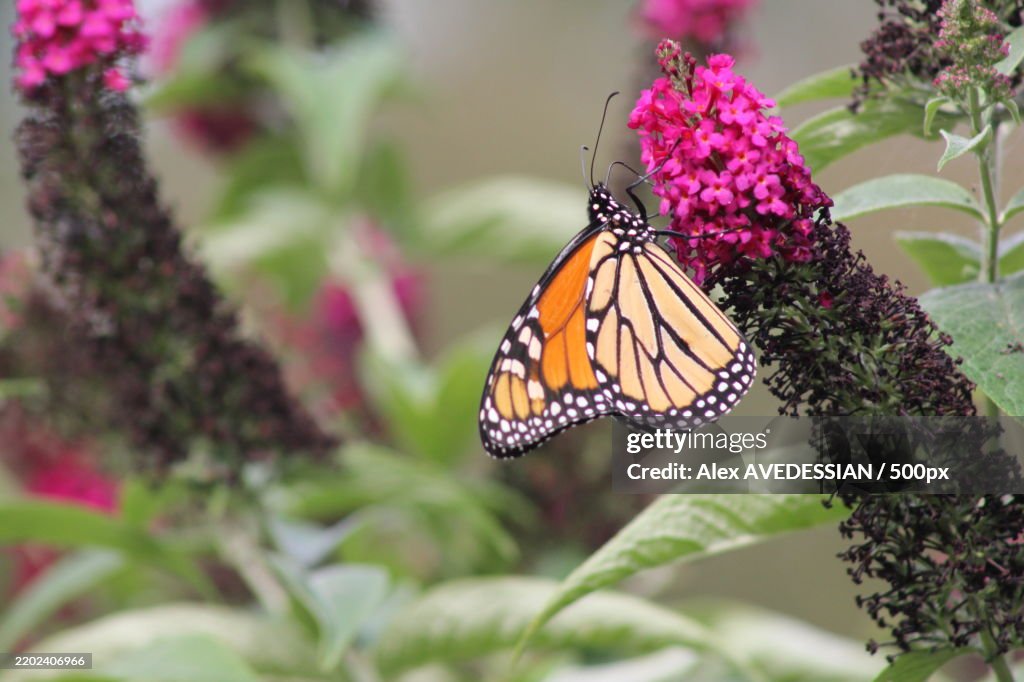 Close-up of butterfly on pink flower,Canada