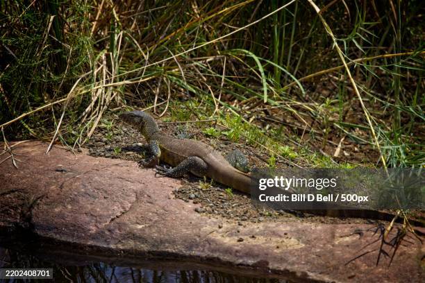 Monitor Lizard Climbing Rocks 384 Rock Monitor Stock Photos, High-Res Pictures, and Images - Getty Images