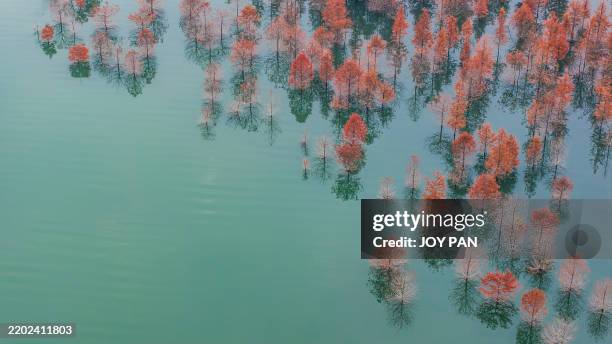 submerged autumn forest reflected in still waters - flexibiliteit stockfoto's en -beelden