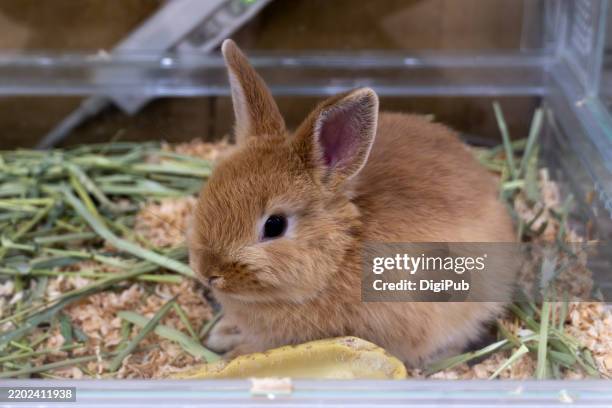netherland dwarf rabbit in enclosure - enclosure stock pictures, royalty-free photos & images