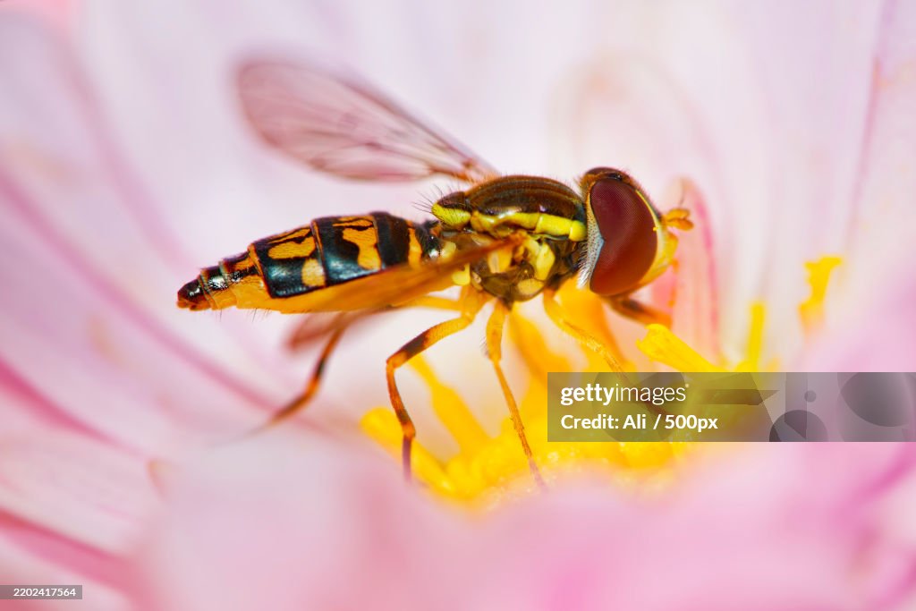Close-up of insect on flower,California,United States,USA