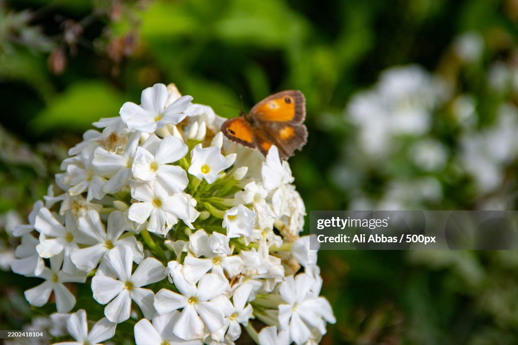 Garden Phlox and Small Copper Butterfly