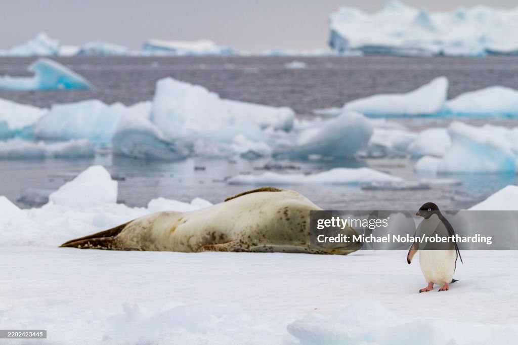 Adelie penguin (Pygoscelis adeliae) on ice floe with leopard seal at Brown Bluff, Antarctica, Polar Regions