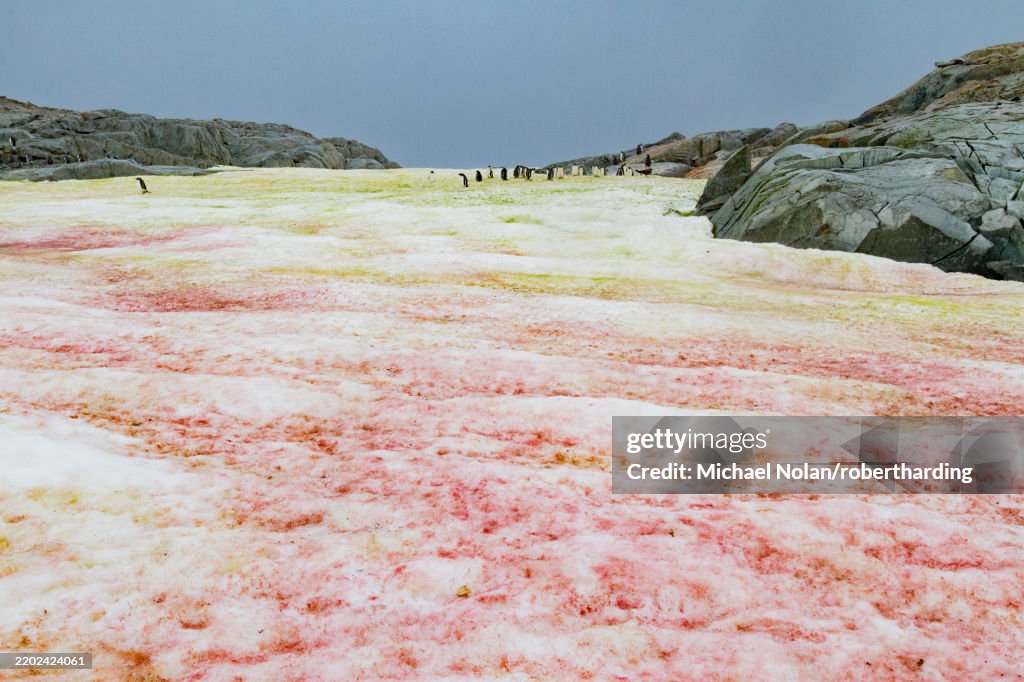 Red and green algae-covered snow on Petermann Island, Antarctica, Southern Ocean, Polar Regions