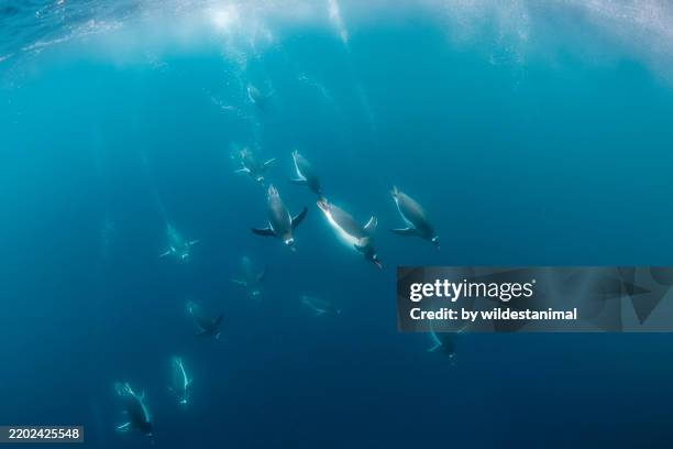 gentoo penguins underwater, antarctica. - kaiserpinguin stock-fotos und bilder
