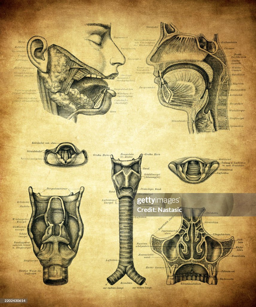 Oral cavity, nasal cavity and larynx