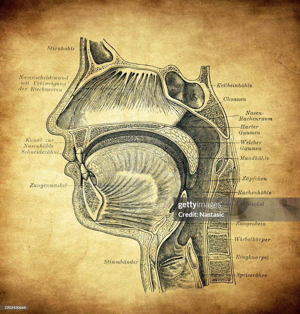 Mouth, nose and throat cavities