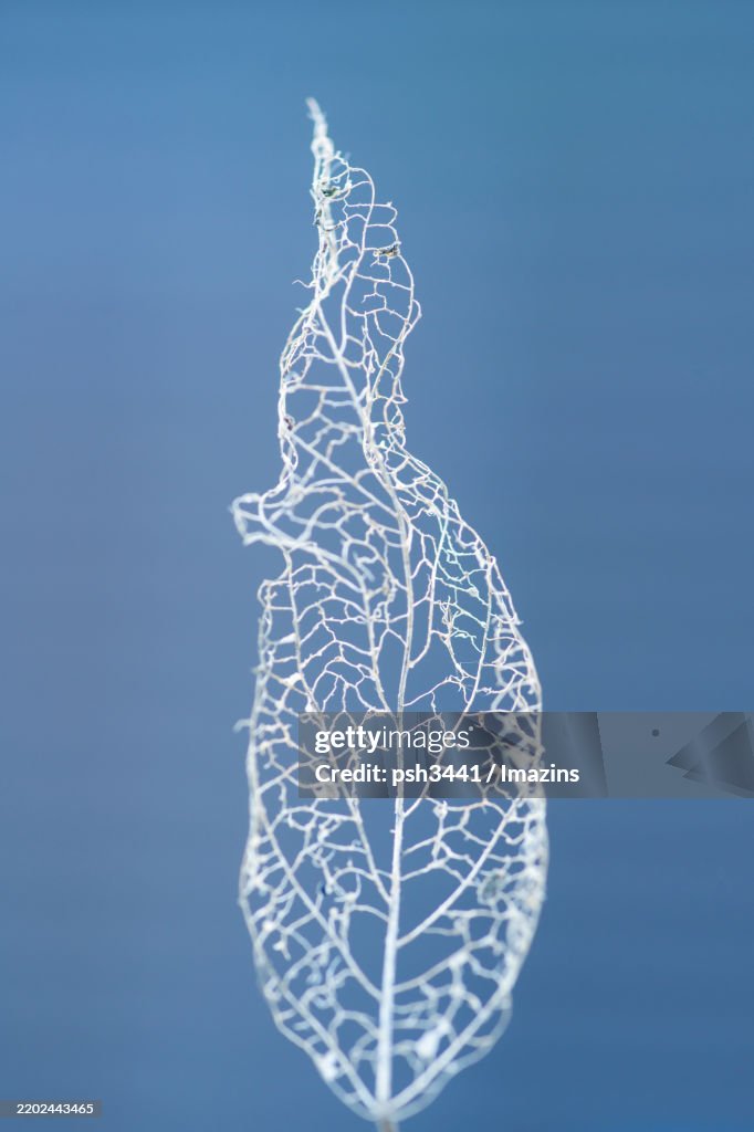 Leaf veins
