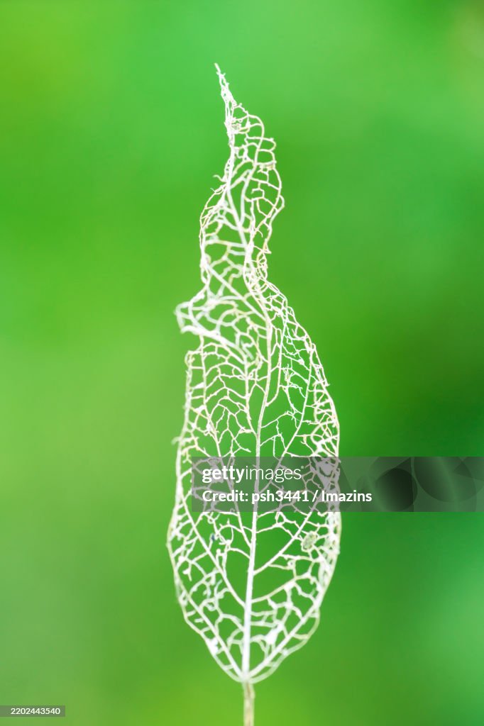 Leaf veins