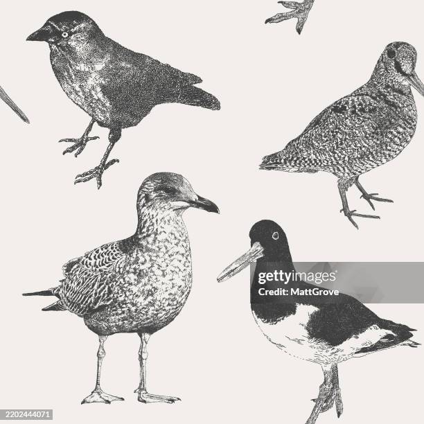 stockillustraties, clipart, cartoons en iconen met british birds. oystercatcher, gull, jackdaw, woodcock - meeuw