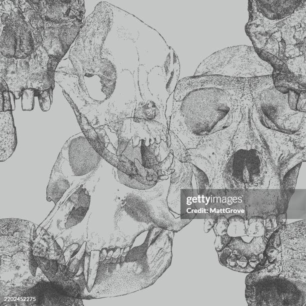 ape skulls. gibbon, macaque, baboon, neaderthal repeat. - hamadryas baboon stock illustrations