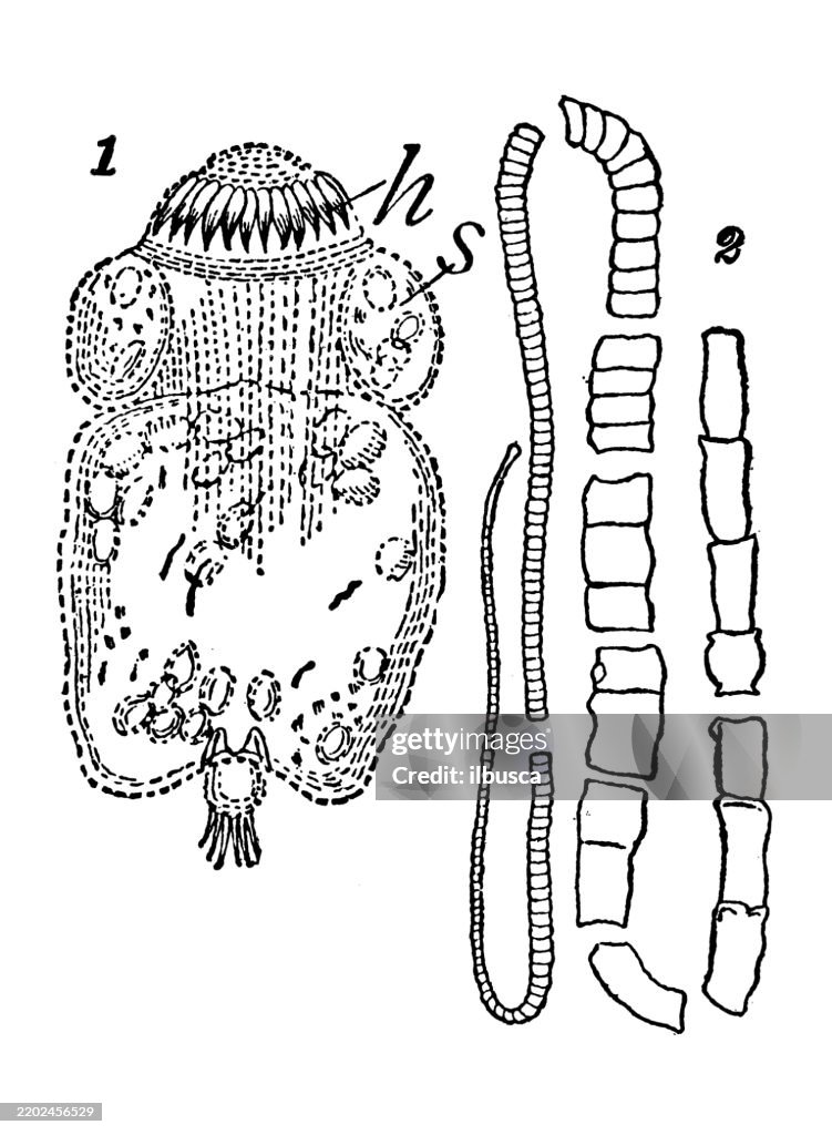 Tapeworms: Echinococcus veterinorum, Taenia mediocanellata