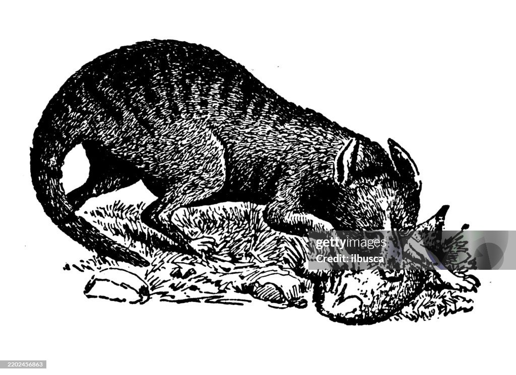 Tasmanian Wolf